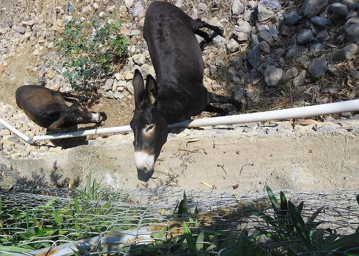 Rafael Hotel-adults Only