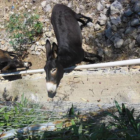 Rafael Hotel-adults Only